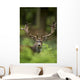Head Shot Fallow Deer