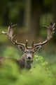 Head Shot Fallow Deer