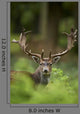 Head Shot Fallow Deer