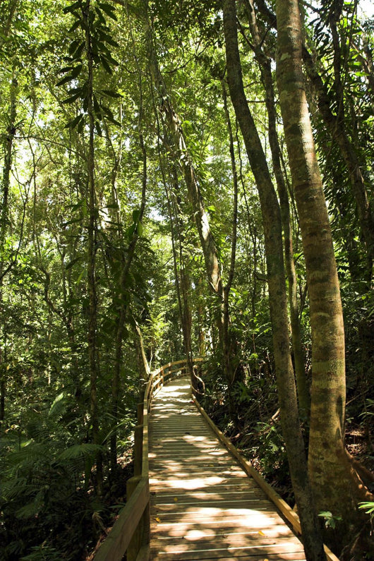 jungle path Wall Mural