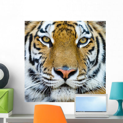 Tiger Wall Mural shown on a wall