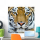 Tiger Wall Mural