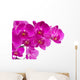 Orchid Flowers