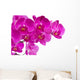 Orchid Flowers