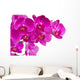 Orchid Flowers