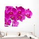 Orchid Flowers
