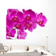 Orchid Flowers
