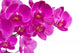 Orchid Flowers