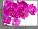 Orchid Flowers