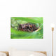 Toad In Grass And Weeds Wall Mural