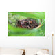 Toad In Grass And Weeds Wall Mural