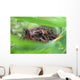 Toad In Grass And Weeds Wall Mural