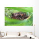Toad In Grass And Weeds Wall Mural