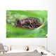 Toad In Grass And Weeds Wall Mural
