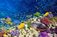 Coral and Fish Red