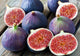 Figs