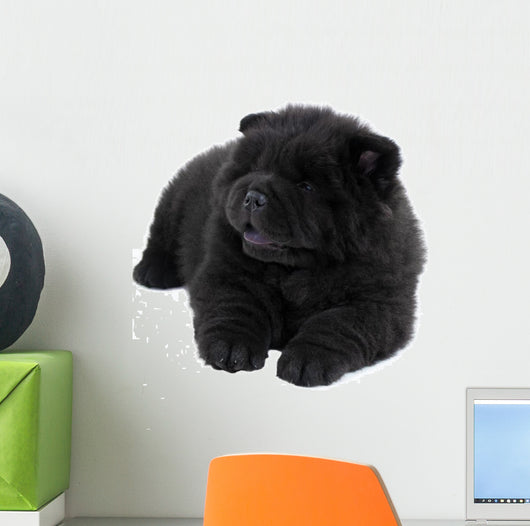 Puppy on a White Background Chow Chow Ñ‰ÐµÐ½Ð¾Ðº Ð½Ð° Ð±ÐµÐ»Ð¾Ð¼ Wall Decal
