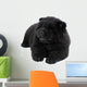 Puppy on a White Background Chow Chow Ñ‰ÐµÐ½Ð¾Ðº Ð½Ð° Ð±ÐµÐ»Ð¾Ð¼ Wall Decal