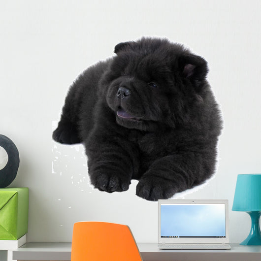 Puppy on a White Background Chow Chow Ñ‰ÐµÐ½Ð¾Ðº Ð½Ð° Ð±ÐµÐ»Ð¾Ð¼ Wall Decal