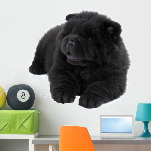 Puppy on a White Background Chow Chow Ñ‰ÐµÐ½Ð¾Ðº Ð½Ð° Ð±ÐµÐ»Ð¾Ð¼ Wall Decal