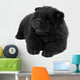 Puppy on a White Background Chow Chow Ñ‰ÐµÐ½Ð¾Ðº Ð½Ð° Ð±ÐµÐ»Ð¾Ð¼ Wall Decal