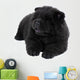 Puppy on a White Background Chow Chow Ñ‰ÐµÐ½Ð¾Ðº Ð½Ð° Ð±ÐµÐ»Ð¾Ð¼ Wall Decal