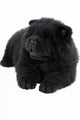 Puppy on a White Background Chow Chow Ñ‰ÐµÐ½Ð¾Ðº Ð½Ð° Ð±ÐµÐ»Ð¾Ð¼ Wall Decal