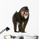 Mandrill Monkey Wall Decal