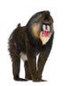 Mandrill Monkey Wall Decal