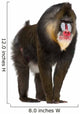 Mandrill Monkey Wall Decal