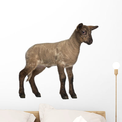 Lamb Standing against White Wall Decal shown on a wall