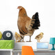 Hen with Its Chicks Wall Decal