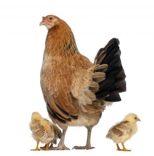 Hen with Its Chicks Wall Decal