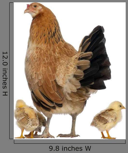 Hen with Its Chicks Wall Decal