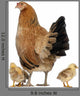 Hen with Its Chicks Wall Decal