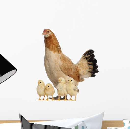 Hen With Its Chicks Against White Background Wall Decal