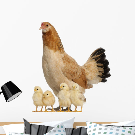 Hen With Its Chicks Against White Background Wall Decal