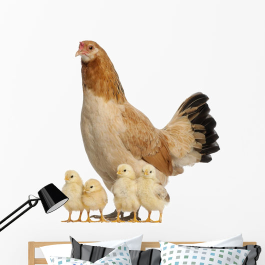 Hen With Its Chicks Against White Background Wall Decal