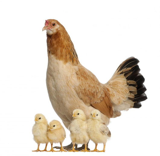 Hen With Its Chicks Against White Background Wall Decal