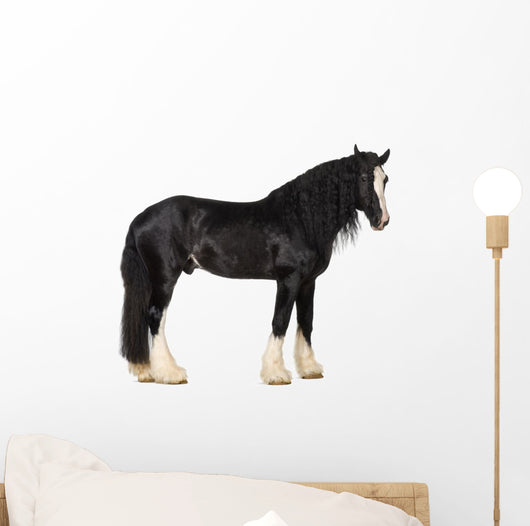 Shire Horse Standing against White Background Wall Decal