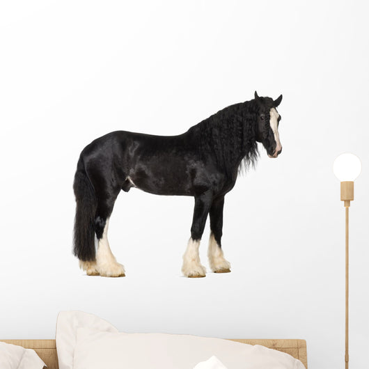 Shire Horse Standing against White Background Wall Decal