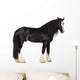 Shire Horse Standing against White Background Wall Decal