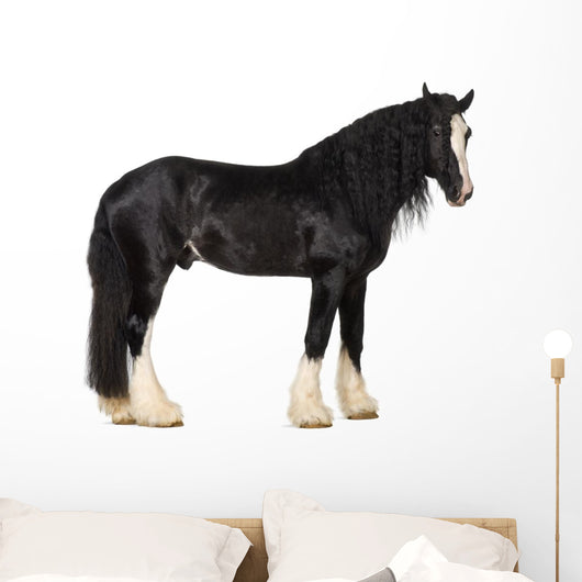 Shire Horse Standing against White Background Wall Decal