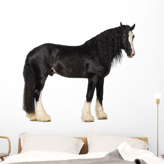 Shire Horse Standing against White Background Wall Decal