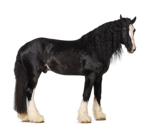 Shire Horse Standing against White Background Wall Decal