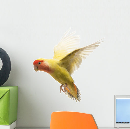 Rosy-faced Lovebird Flying Agapornis Wall Decal