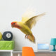 Rosy-faced Lovebird Flying Agapornis Wall Decal