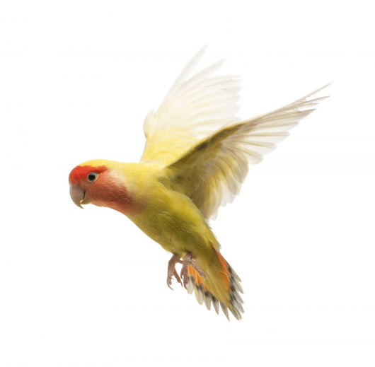 Rosy-faced Lovebird Flying Agapornis Wall Decal