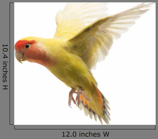 Rosy-faced Lovebird Flying Agapornis Wall Decal