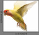 Rosy-faced Lovebird Flying Agapornis Wall Decal